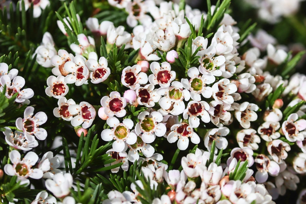 Geraldton Waxflower