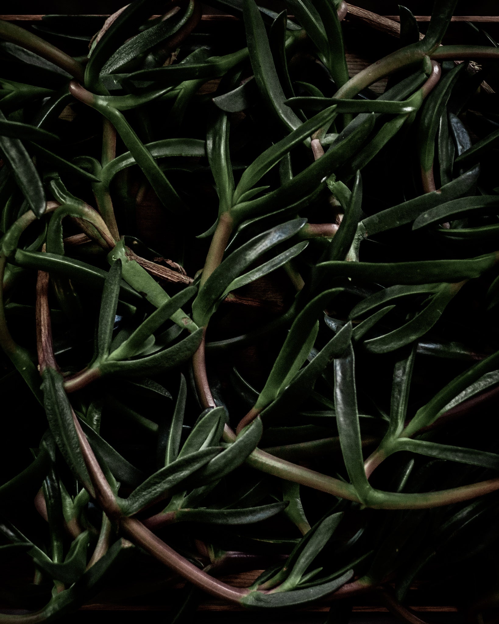 botanical profile: karkalla