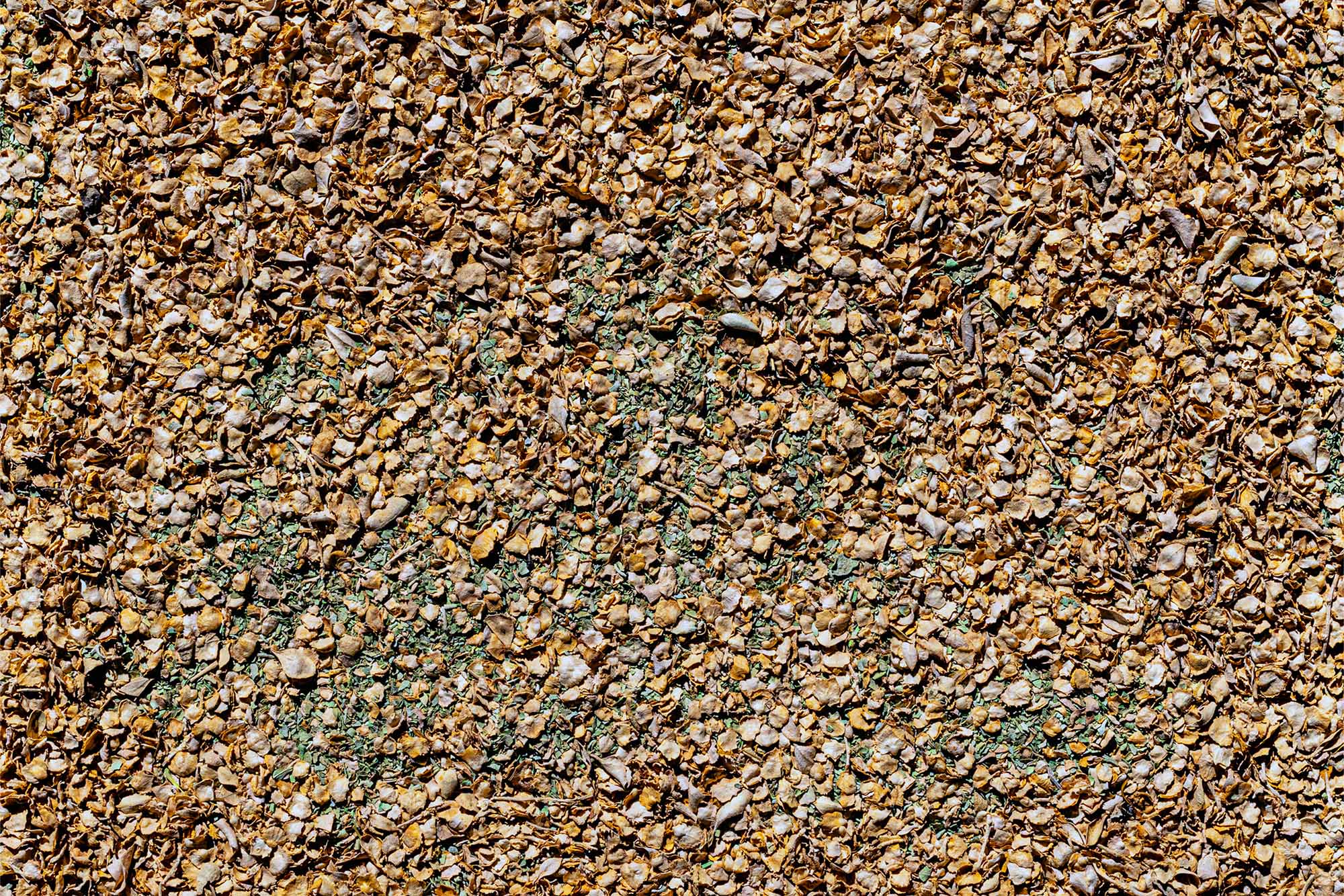 botanical profile: saltbush