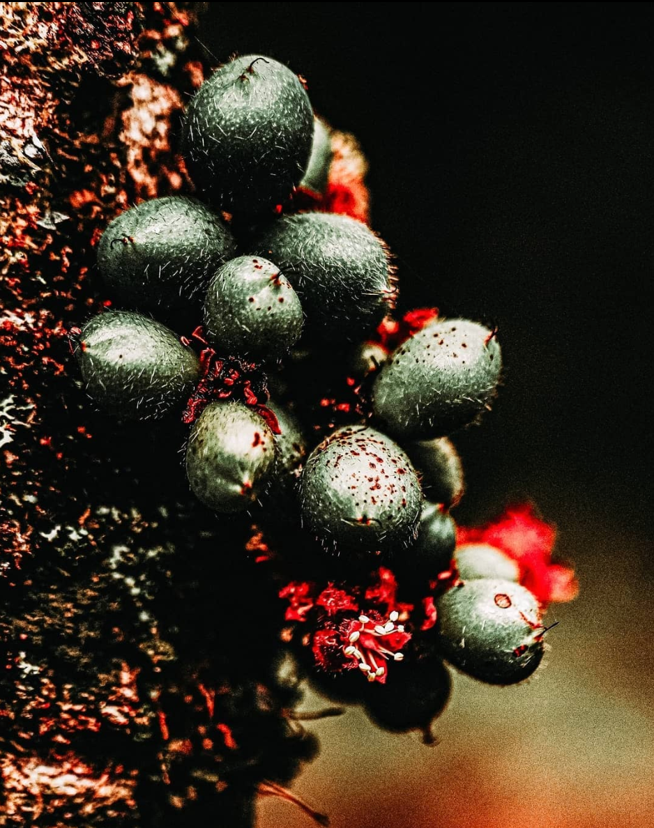 What's In-Season Now for Native Ingredients?