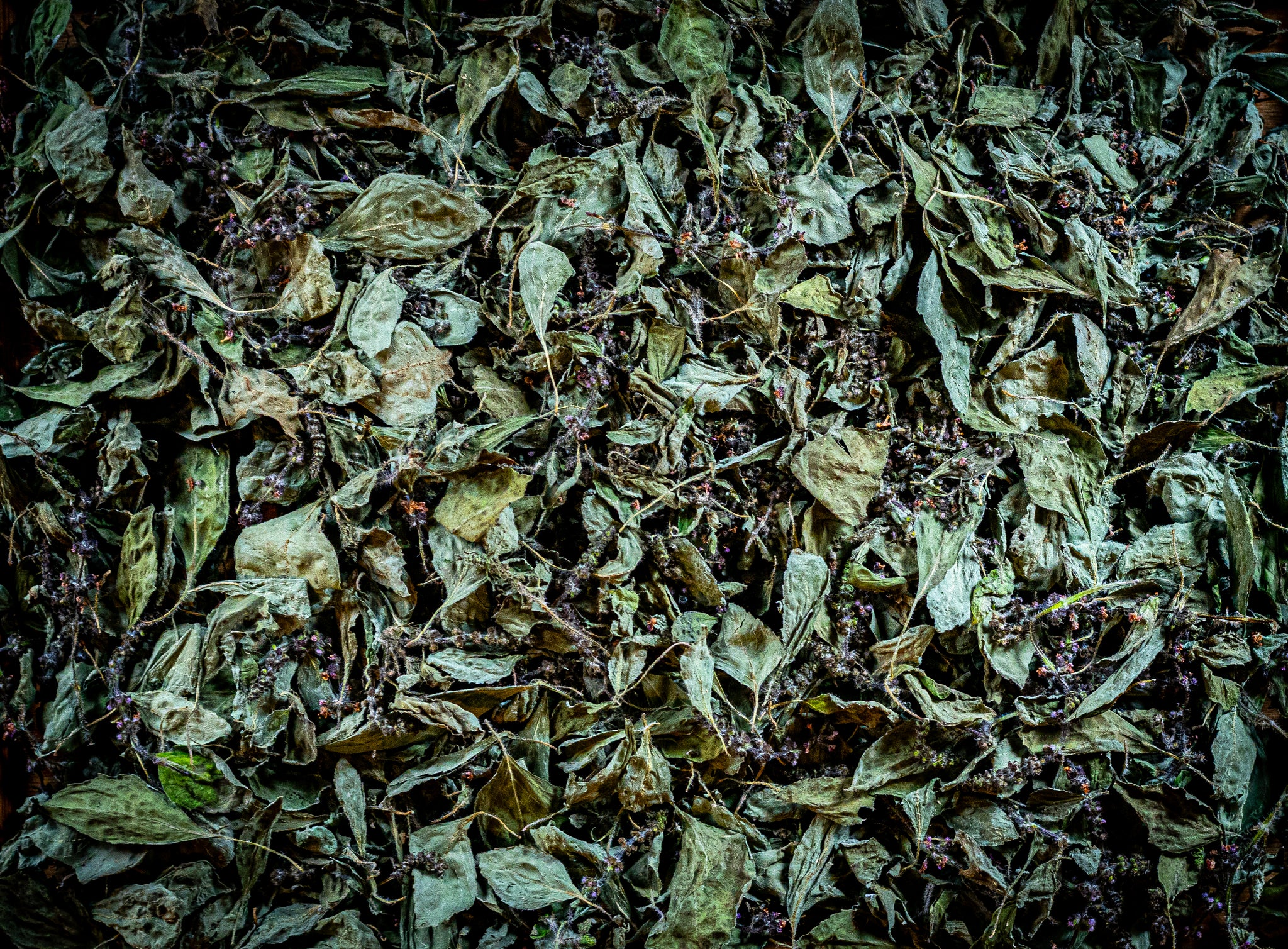 Wild Basil Has Started to Blossom. – Applewood Distillery