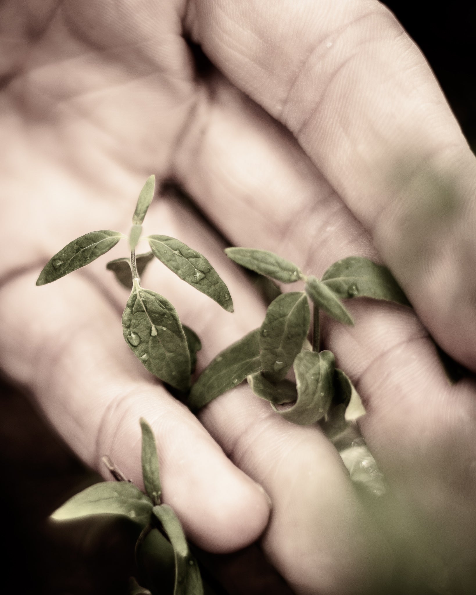 river mint gin - Applewood Distillery