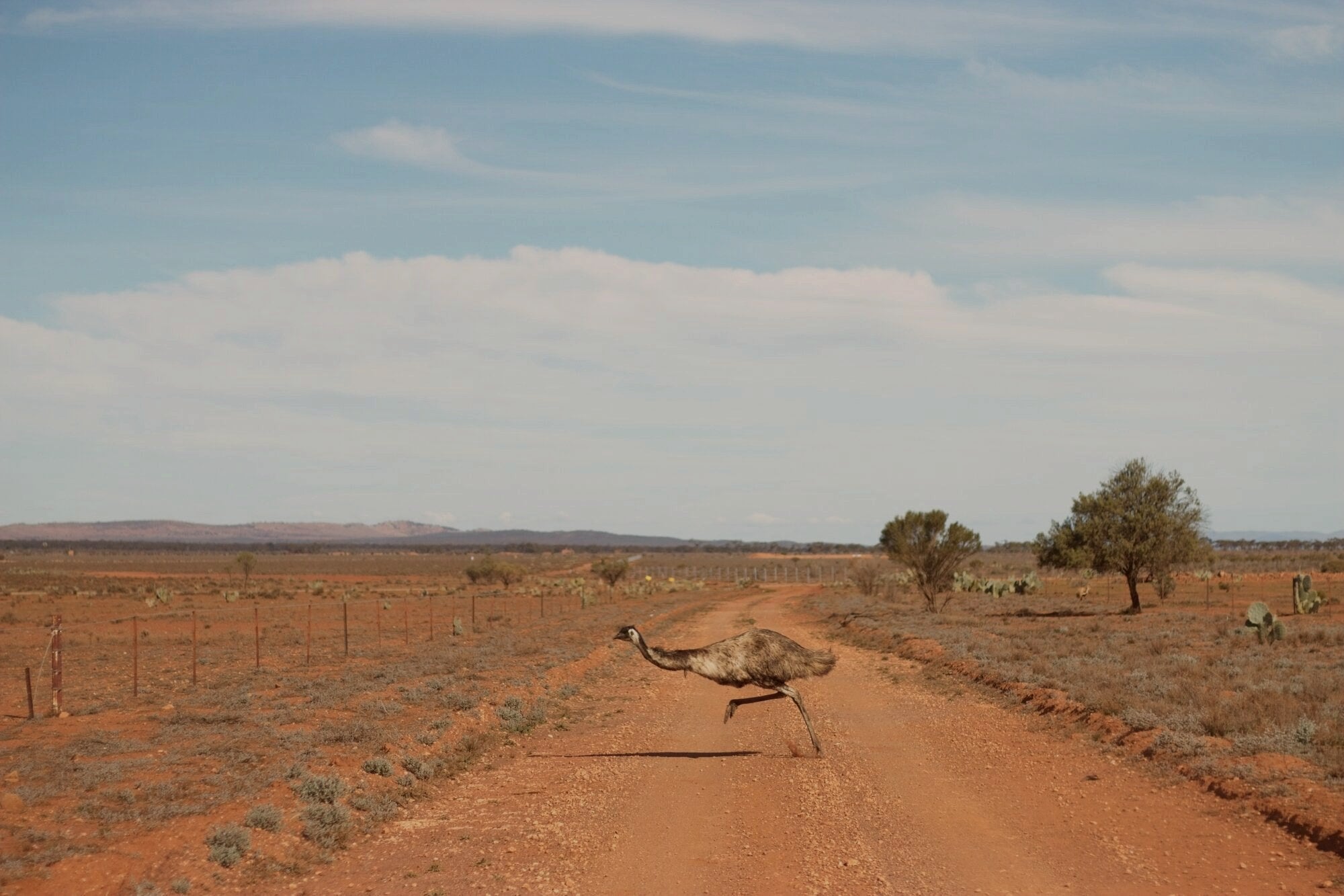 An emu crossing a red-dirt road